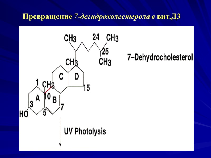 Превращение 7-дегидрохолестерола в вит.Д3 Превращение 7-дегидрохолестерола в вит.Д3